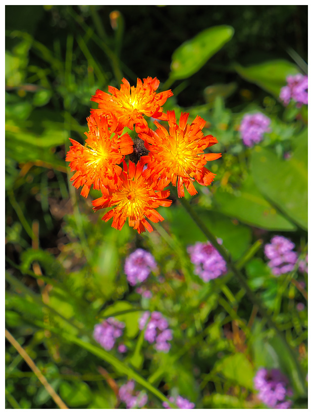 Hieracium aurantiacum