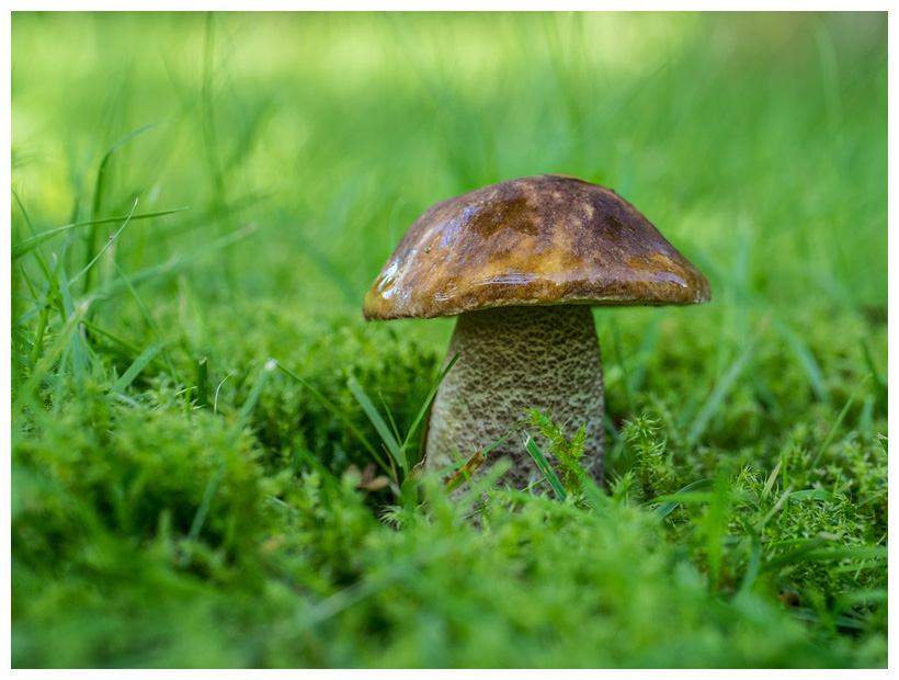 Leccinum scabrum  