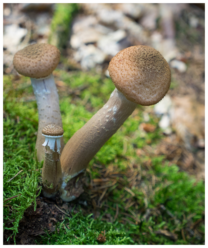 Armillaria ostoyae