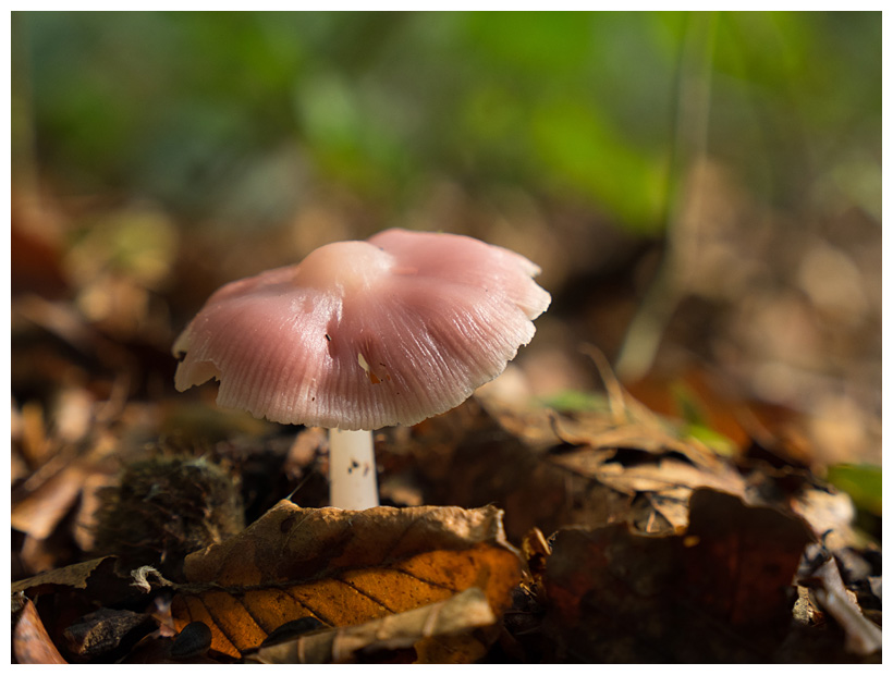 Mycena rosea 