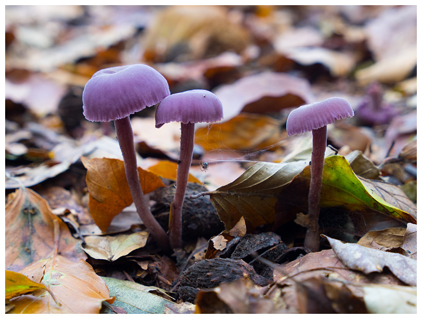 Laccaria amethystea  