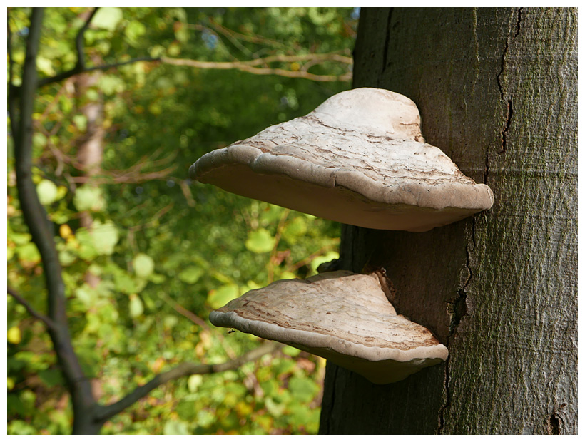 Fomes fomentarius 