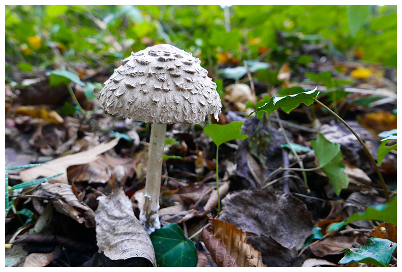 Macrolepiota rachodes 