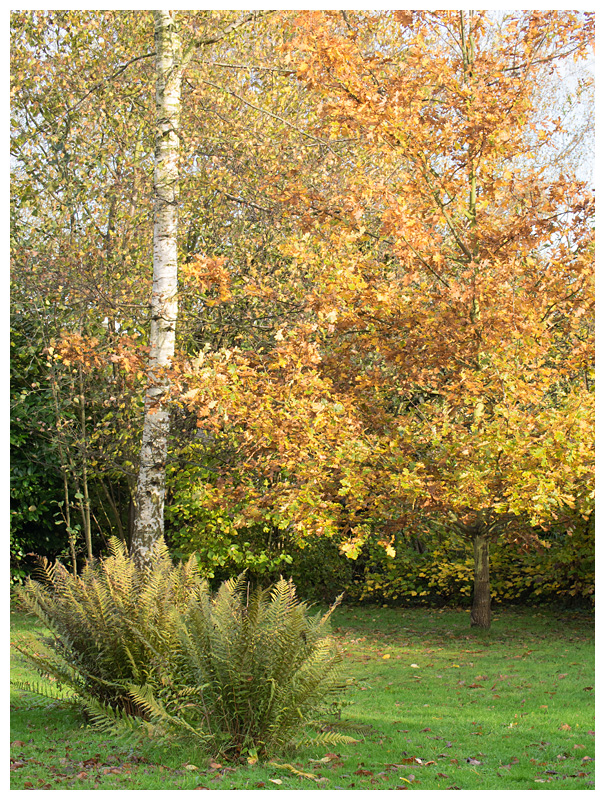 autumn in my backyard