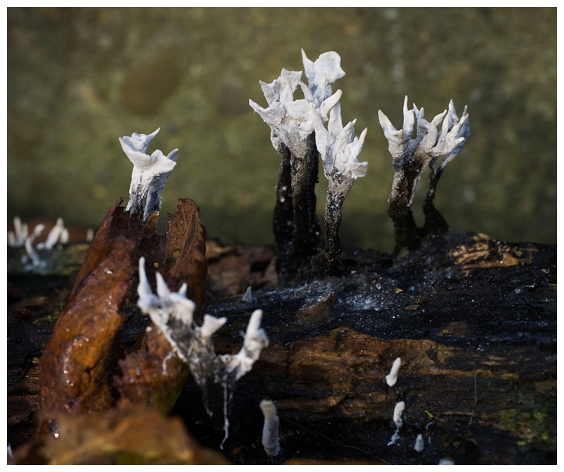 Xylaria hypoxylon  