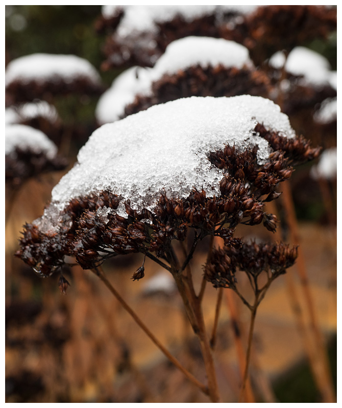 Sedum spectabile