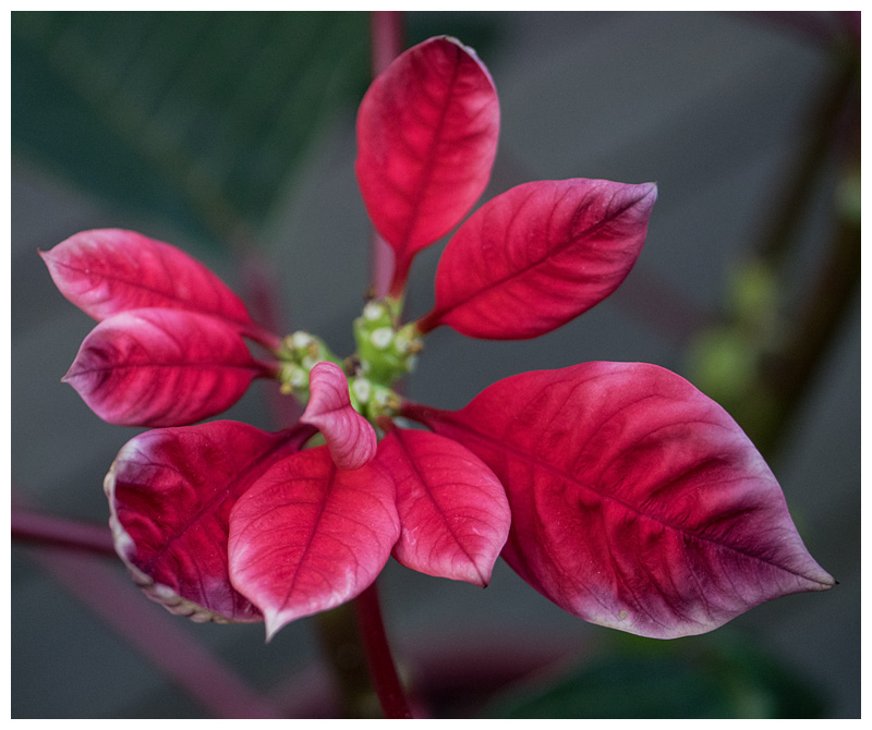 Euphorbia pulcherrima