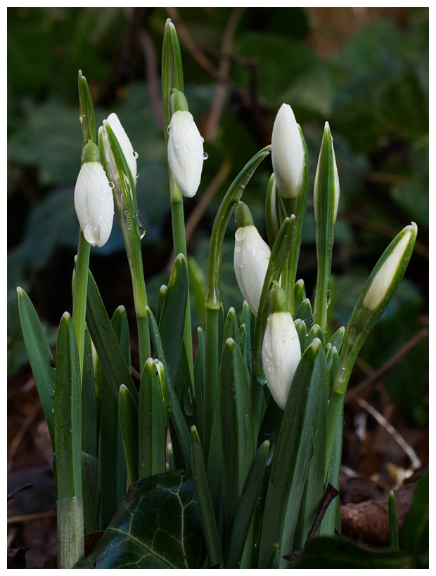 Galanthus nivalis  