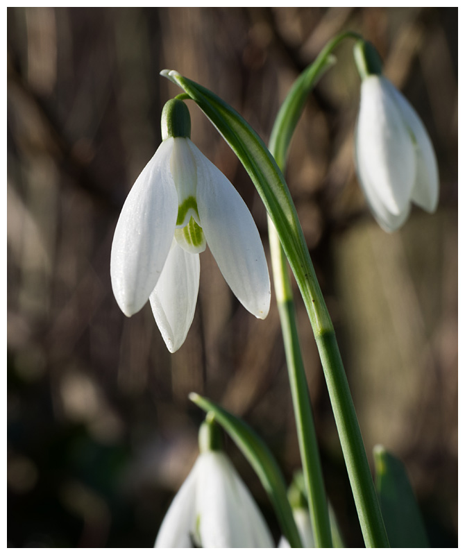 Galanthus nivalis  