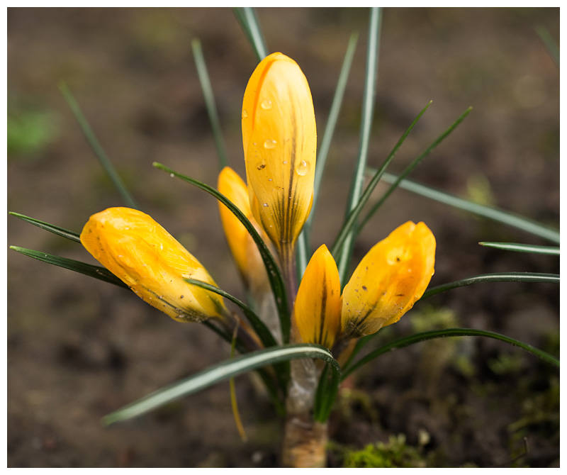 Crocus flavus