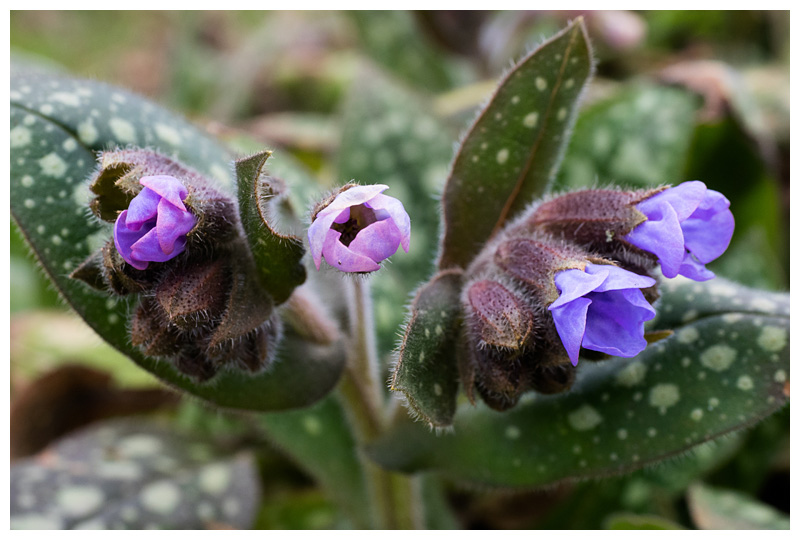 Pulmonaria officinalis  