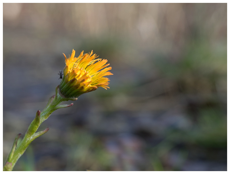 Tussilago farfara  