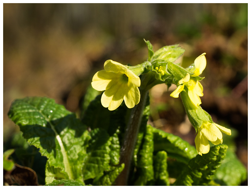 Primula elatior  