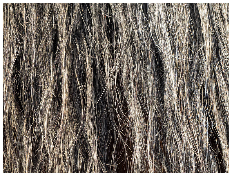 mane
