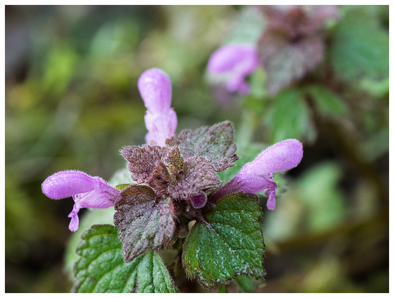 Lamium purpureum  