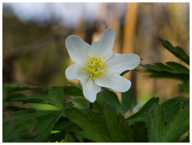 Anemone nemorosa  