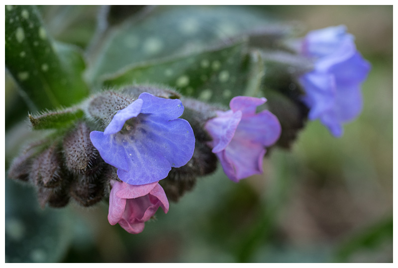 Pulmonaria officinalis  