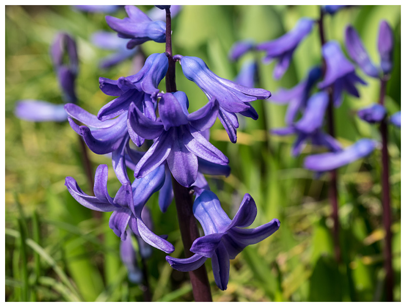 Hyacinth