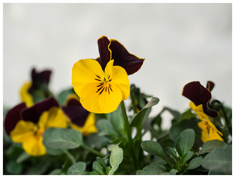Viola