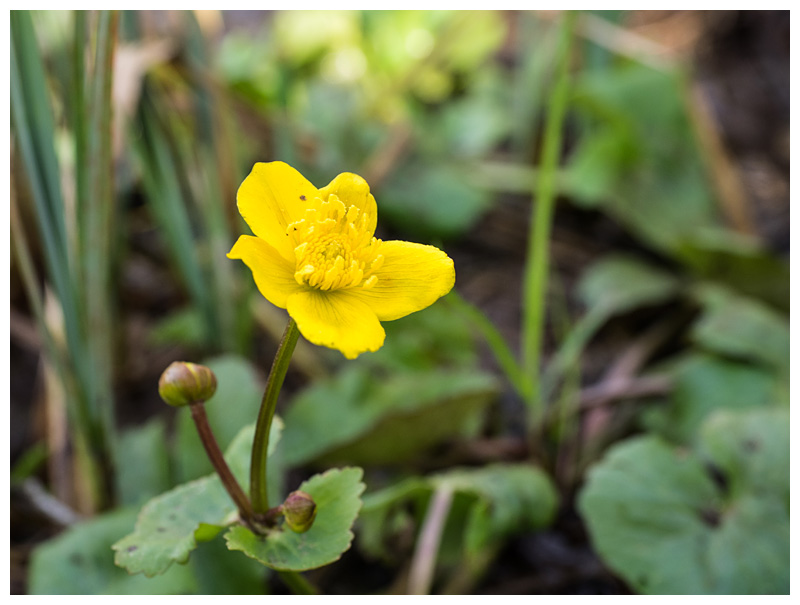 Caltha palustris  