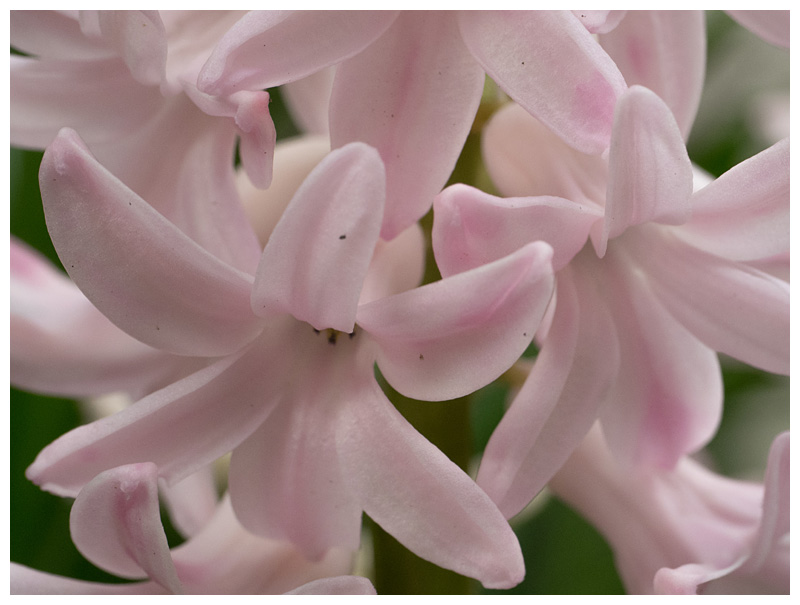 Hyacinth