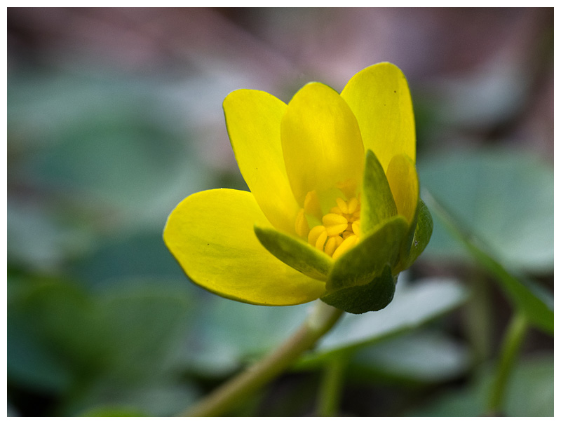 Ranunculus ficaria  