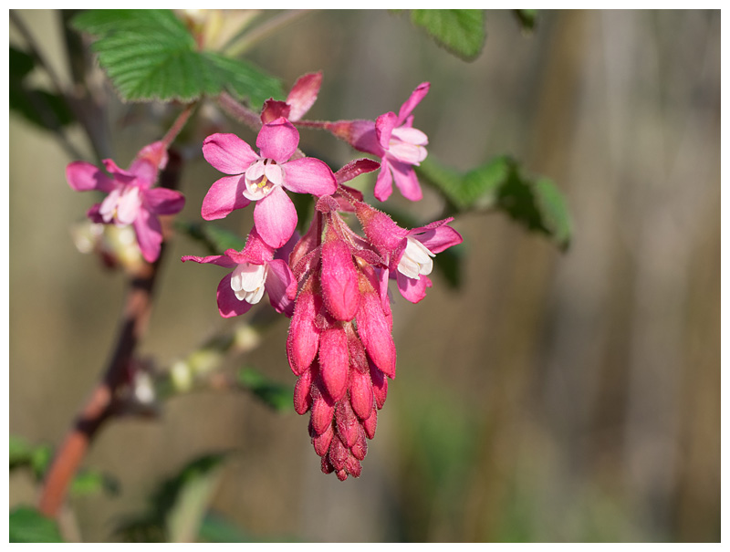 Ribes