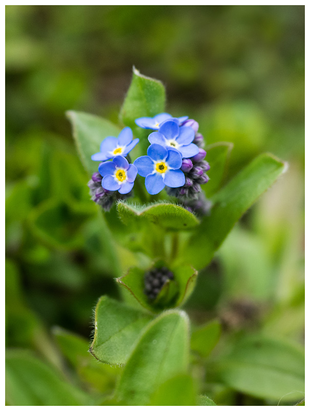 Myosotis sylvatica  