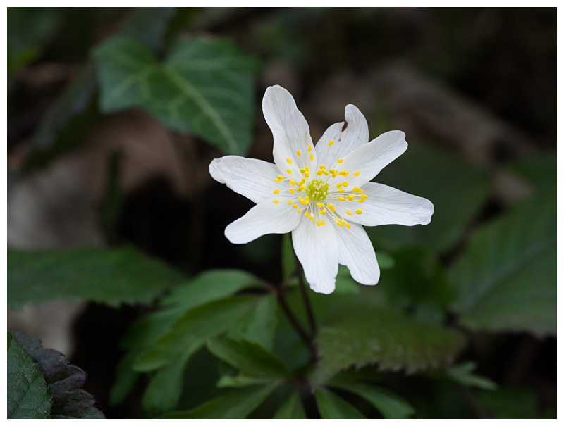 Anemone nemorosa  