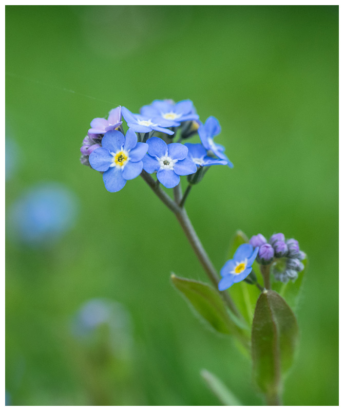 Myosotis sylvatica  