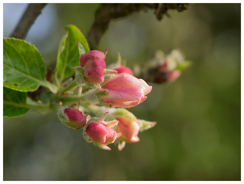 apple blossoms