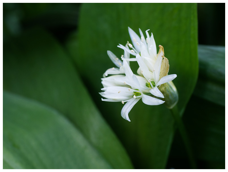 Allium ursinum  