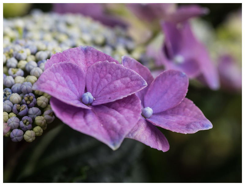 Hortensia