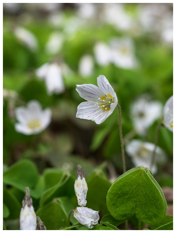 Oxalis acetosella