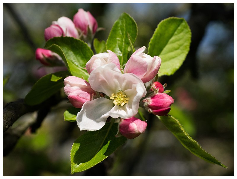 apple blossoms