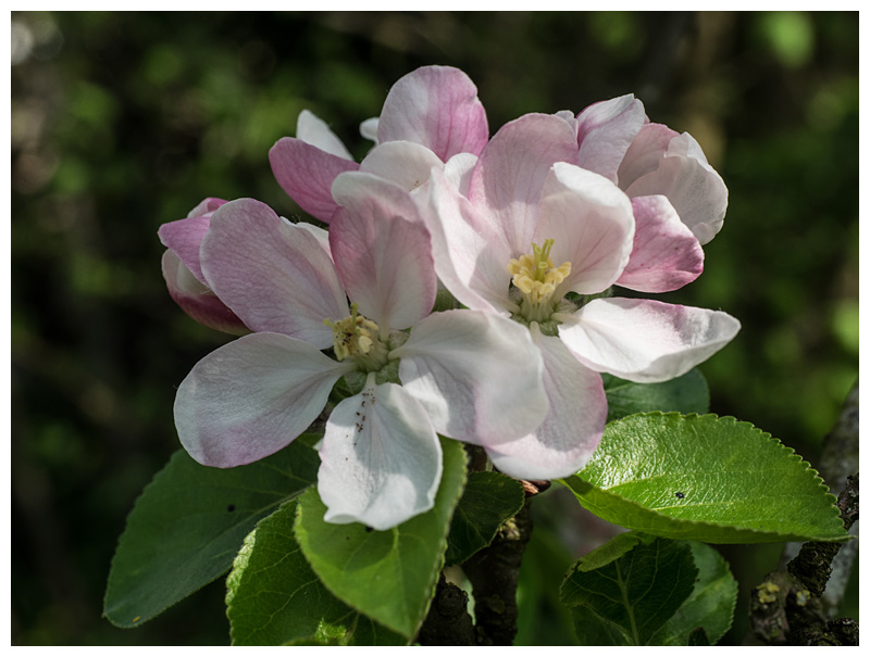 apple blossoms