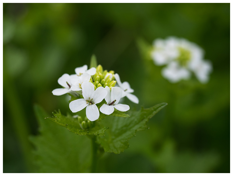 Alliaria petiolata  