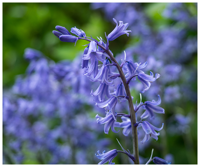 Scilla hispanica  
