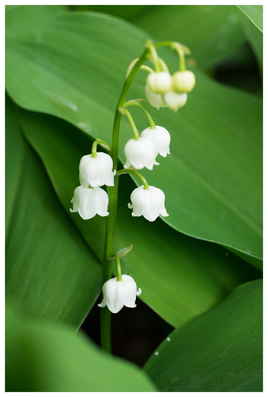 Convallaria majalis  