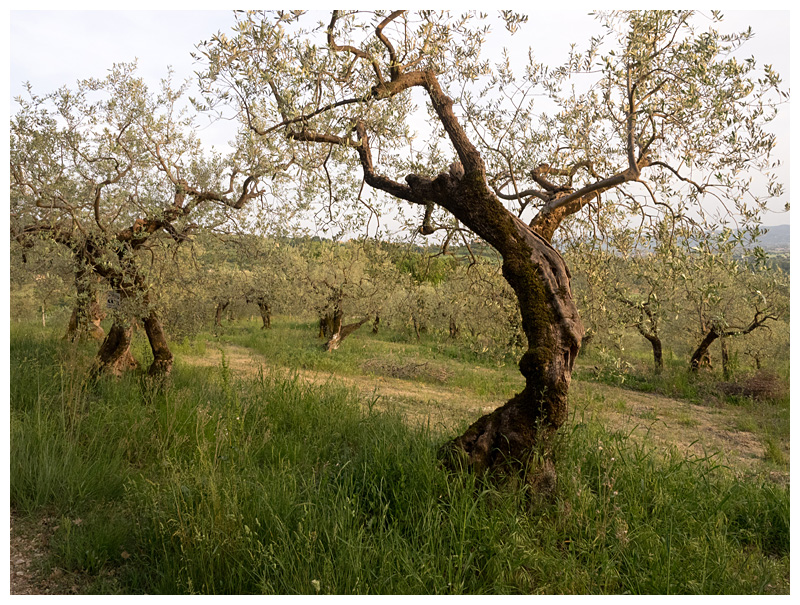 Olive orchard