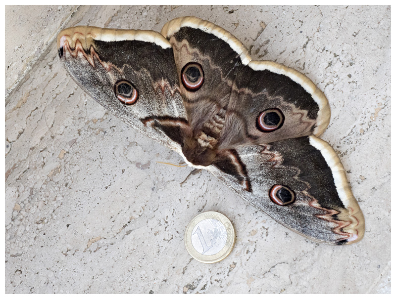 Saturnia Pyri 