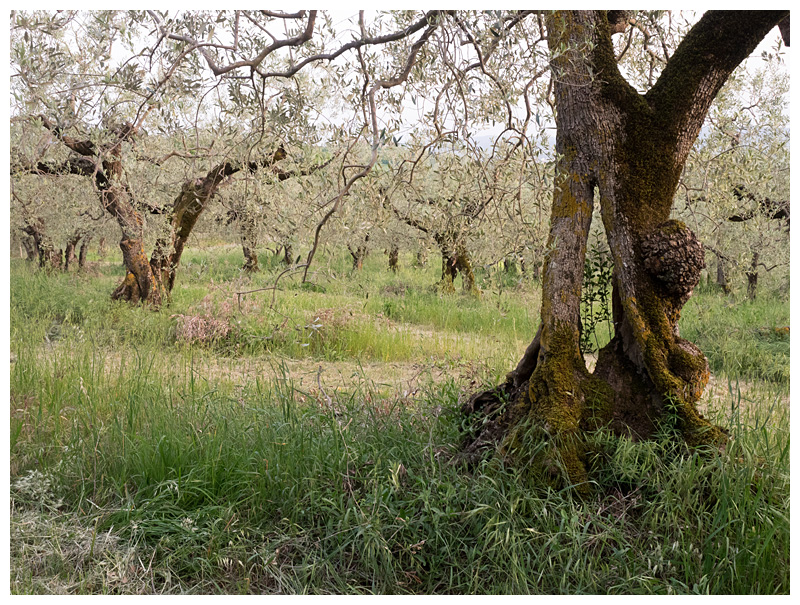 olive orchard