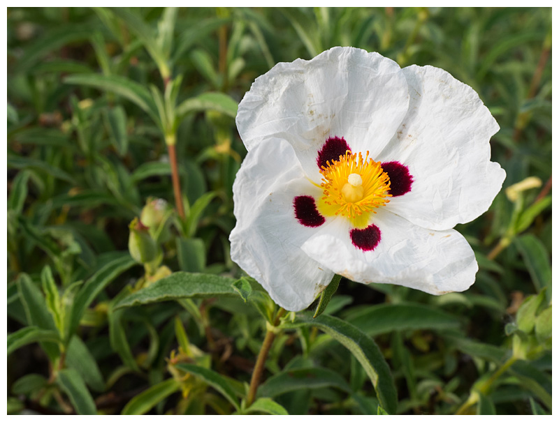 Cistus ladanifer