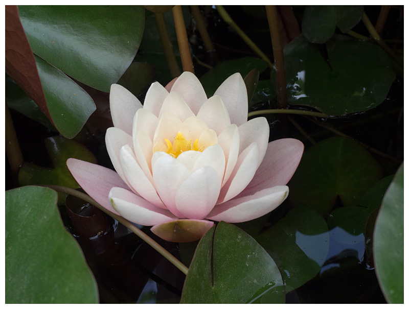 Nymphaea          