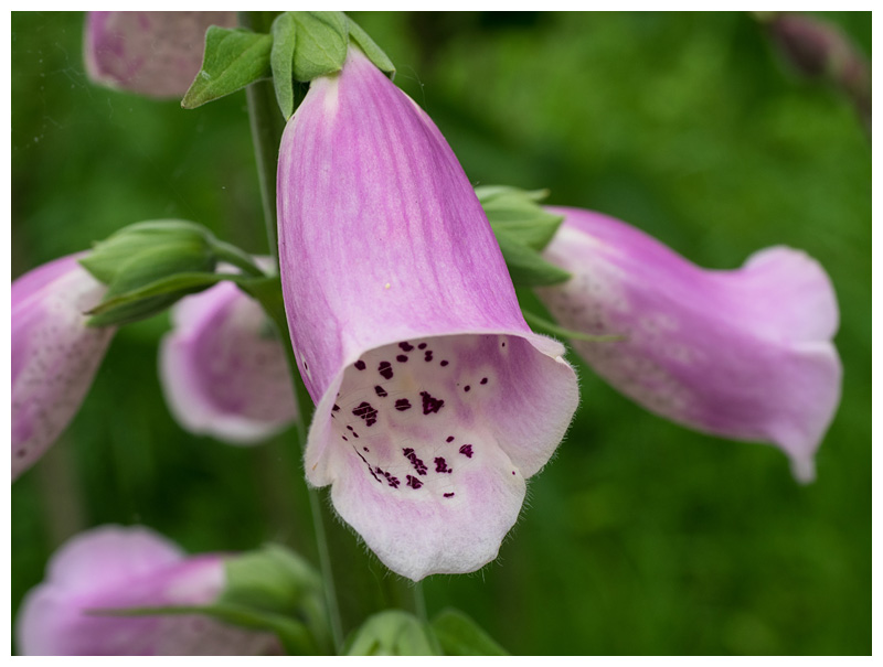 Digitalis purpurea      