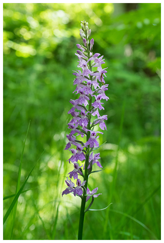Dactylorhiza fuchsii  