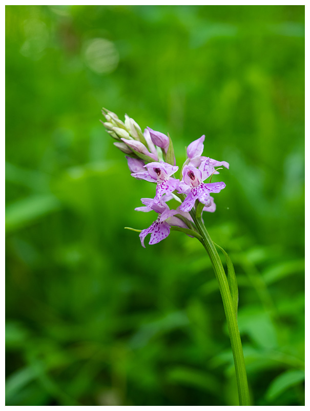 Dactylorhiza fuchsii  