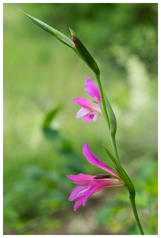 Gladiolus italicus