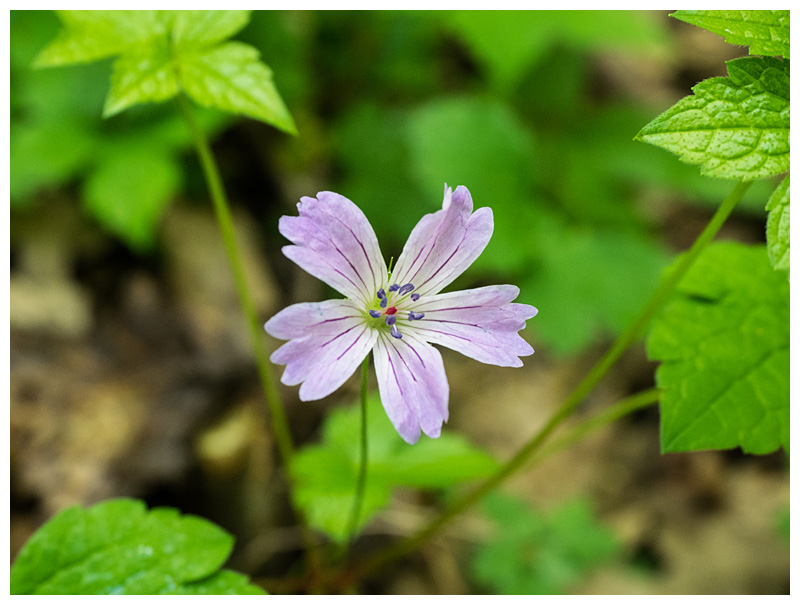 Geranium nodosum  