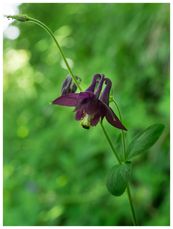 Aquilegia atrata 